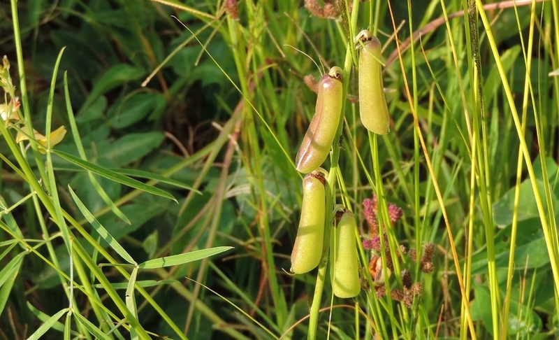 Crotalaria ochroleuca, photographed by i_c_riddell