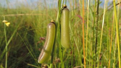 Crotalaria ochroleuca, photographed by i_c_riddell