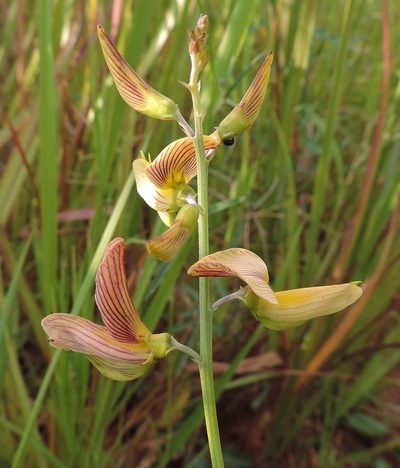 Crotalaria ochroleuca, photographed by i_c_riddell