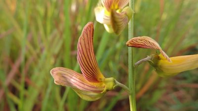 Crotalaria ochroleuca, photographed by i_c_riddell