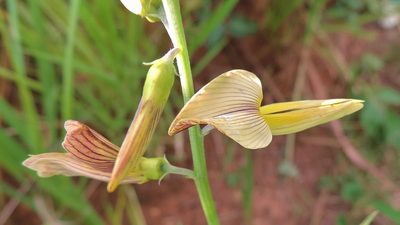 Crotalaria ochroleuca, photographed by i_c_riddell
