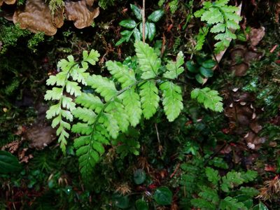 Athyrium nigripes, photographed by 呂一起(Lyu yi-chi)