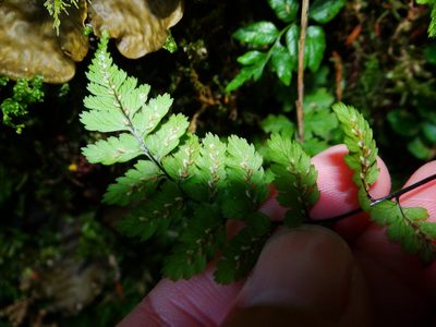 Athyrium nigripes, photographed by 呂一起(Lyu yi-chi)