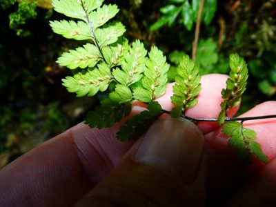 Athyrium nigripes, photographed by 呂一起(Lyu yi-chi)