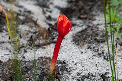Haemanthus canaliculatus, photographed by magriet b