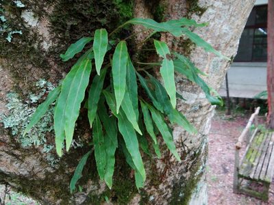 Pyrrosia porosa, photographed by 呂一起(Lyu yi-chi)
