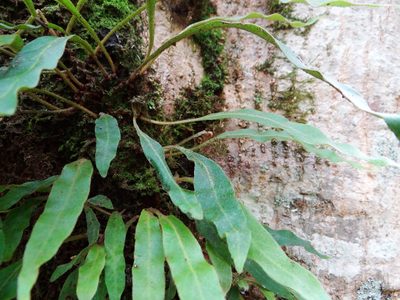 Pyrrosia porosa, photographed by 呂一起(Lyu yi-chi)