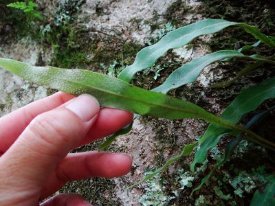 Pyrrosia porosa, photographed by 呂一起(Lyu yi-chi)
