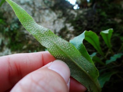 Pyrrosia porosa, photographed by 呂一起(Lyu yi-chi)