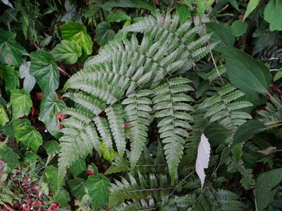 Diplazium okinawaense, photographed by 呂一起(Lyu yi-chi)