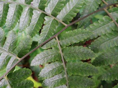 Diplazium okinawaense, photographed by 呂一起(Lyu yi-chi)