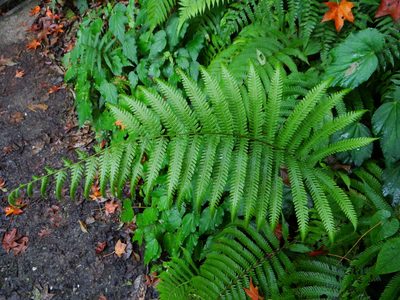 Pseudocyclosorus esquirolii, photographed by 呂一起(Lyu yi-chi)