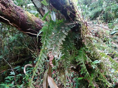 Vandenboschia auriculata, photographed by 呂一起(Lyu yi-chi)