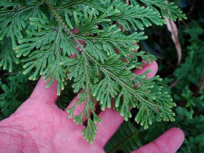 Selaginella involvens, photographed by 呂一起(Lyu yi-chi)