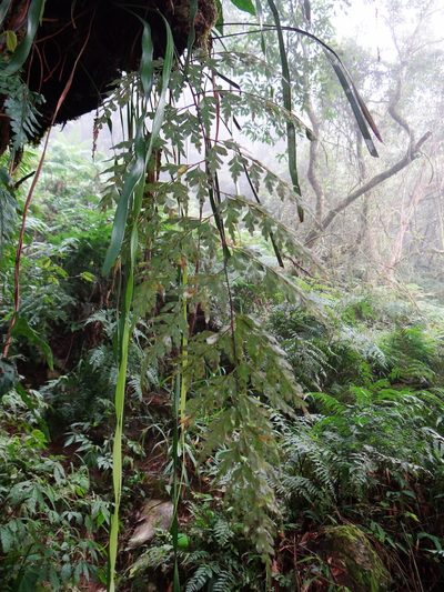 Asplenium pseudolaserpitiifolium, photographed by 呂一起(Lyu yi-chi)