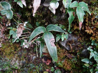 Pteris deltodon, photographed by 呂一起(Lyu yi-chi)