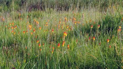 Kniphofia linearifolia, photographed by i_c_riddell