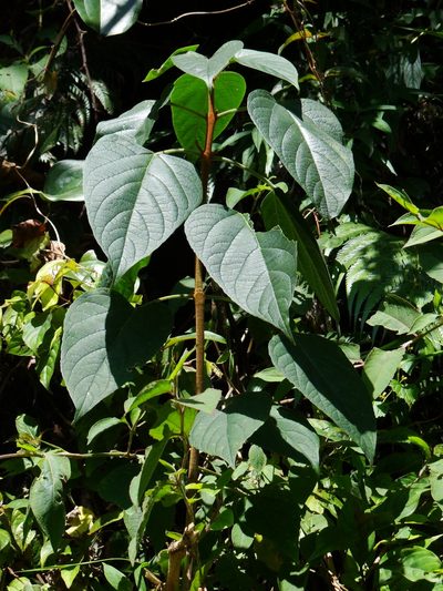 Clerodendrum ohwii, photographed by 呂一起(Lyu yi-chi)