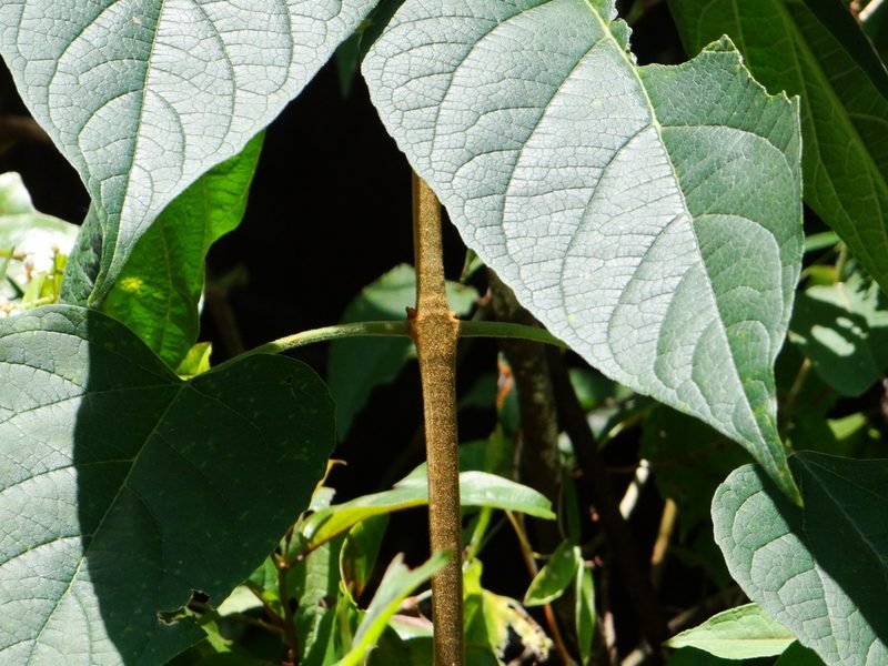 Clerodendrum ohwii, photographed by 呂一起(Lyu yi-chi)