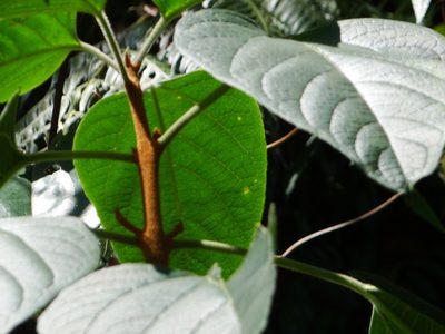 Clerodendrum ohwii, photographed by 呂一起(Lyu yi-chi)