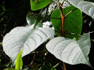 Clerodendrum ohwii, photographed by 呂一起(Lyu yi-chi)
