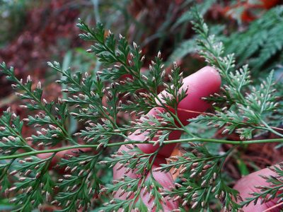 Onychium lucidum, photographed by 呂一起(Lyu yi-chi)
