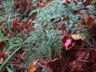 Onychium lucidum, photographed by 呂一起(Lyu yi-chi)