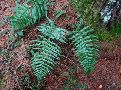 Dryopteris lepidopoda, photographed by 呂一起(Lyu yi-chi)