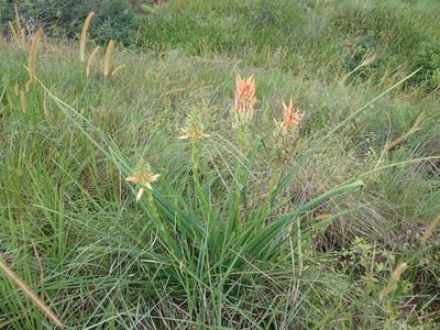 Aloe cooperi, photographed by Peter Warren