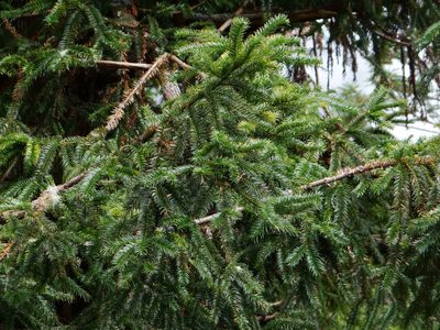 Cunninghamia konishii, photographed by 呂一起(Lyu yi-chi)
