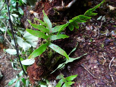 Selliguea echinospora, photographed by 呂一起(Lyu yi-chi)