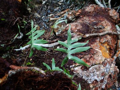 Selliguea echinospora, photographed by 呂一起(Lyu yi-chi)