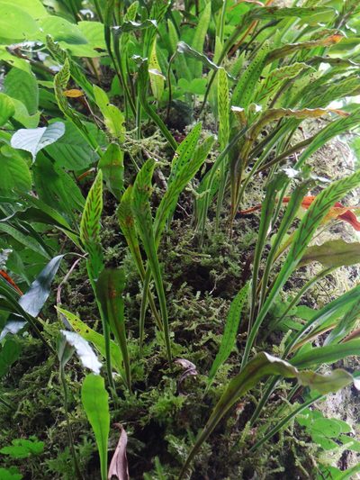 Loxogramme salicifolia, photographed by 呂一起(Lyu yi-chi)