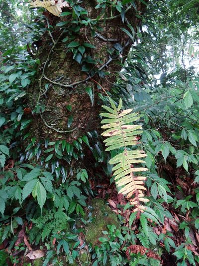 Goniophlebium raishaense, photographed by 呂一起(Lyu yi-chi)