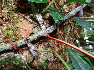Goniophlebium raishaense, photographed by 呂一起(Lyu yi-chi)