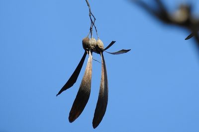 Gyrocarpus jatrophifolius, photographed by Francisco Farriols Sarabia