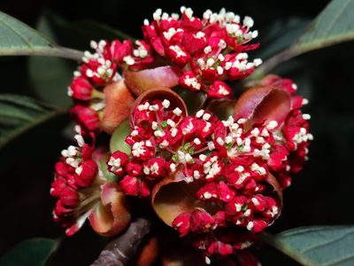 Lindera megaphylla, photographed by 葉子