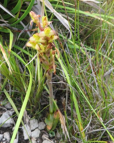Disa bolusiana, photographed by linkie