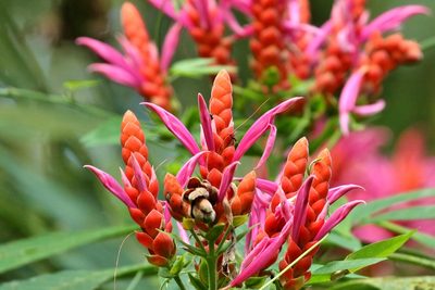 Aphelandra sinclairiana, photographed by Thibaud Aronson