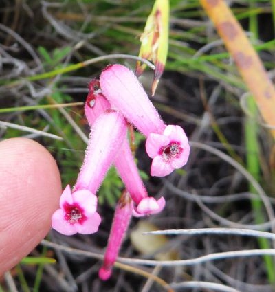 Erica rufescens, photographed by linkie