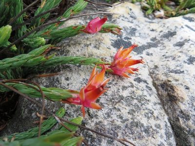 Erica alfredii, photographed by linkie