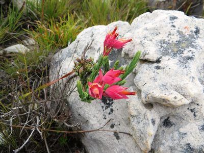 Erica alfredii, photographed by linkie