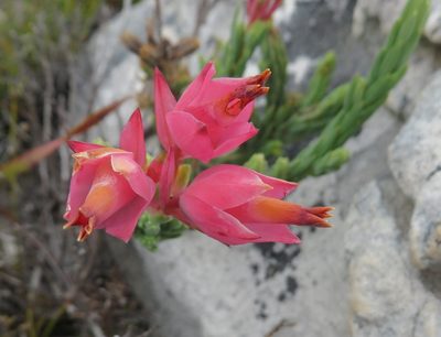 Erica alfredii, photographed by linkie