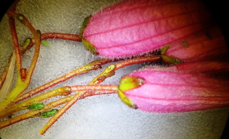 Erica rufescens, photographed by linkie