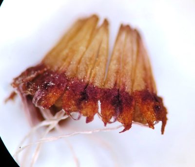 Erica rufescens, photographed by linkie