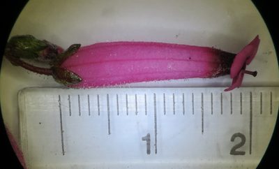 Erica rufescens, photographed by linkie