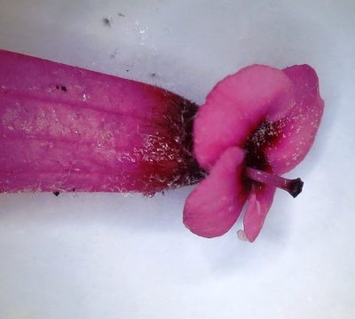 Erica rufescens, photographed by linkie