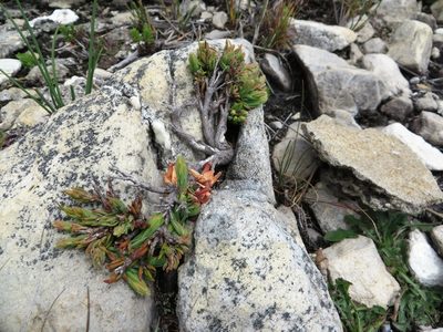 Erica alfredii, photographed by linkie