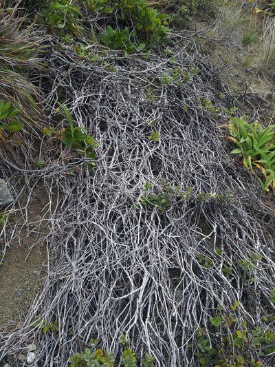 Pittosporum serpentinum, photographed by Peter de Lange