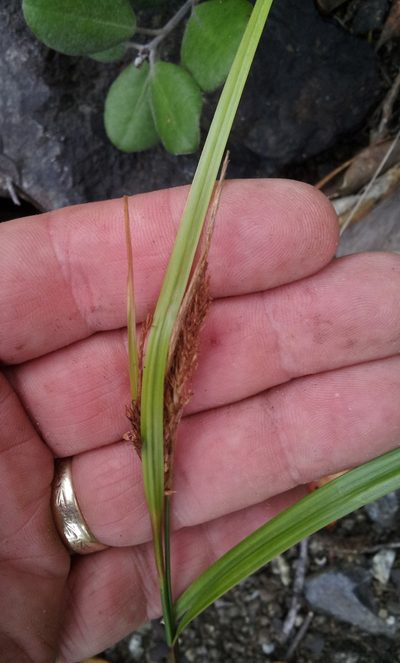 Carex spinirostris, photographed by Peter de Lange
